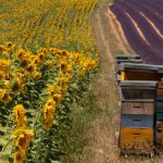 La Commission reproche aux États membres d’autoriser trop de néonicotinoïdes