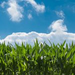 Les organisations agricoles veulent une révision de la directive OGM