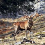 Des cerfs de plus en plus nombreux