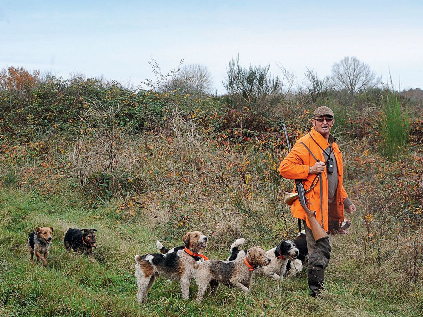 Terrier attitude - Le Betteravier français