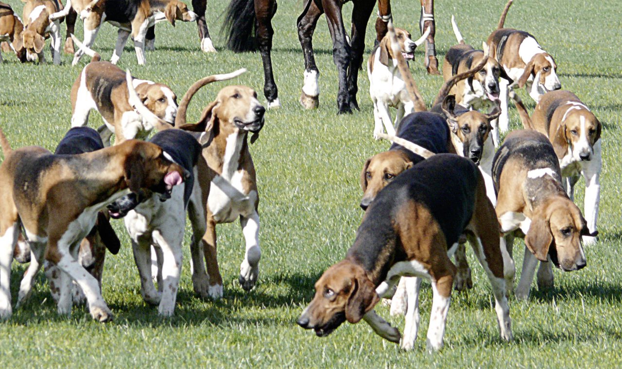  propos des grands chiens  de meute 