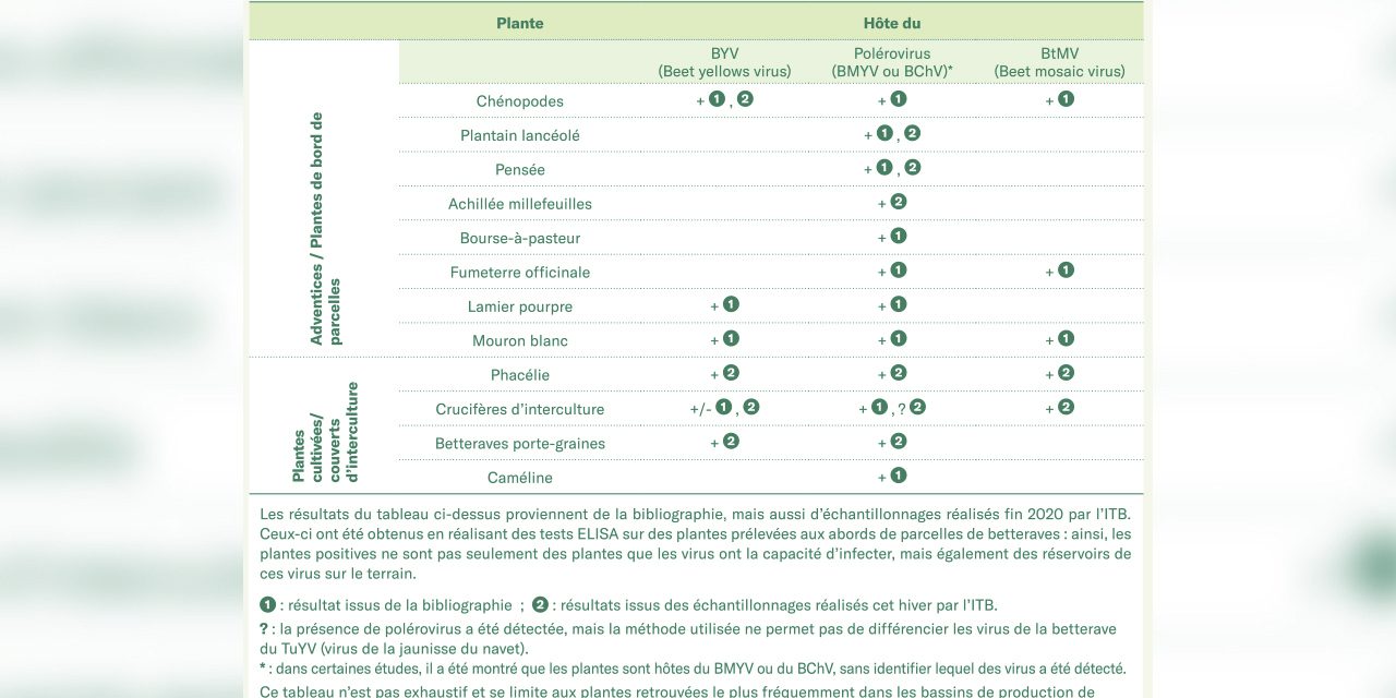 Beet yellows virus host plants