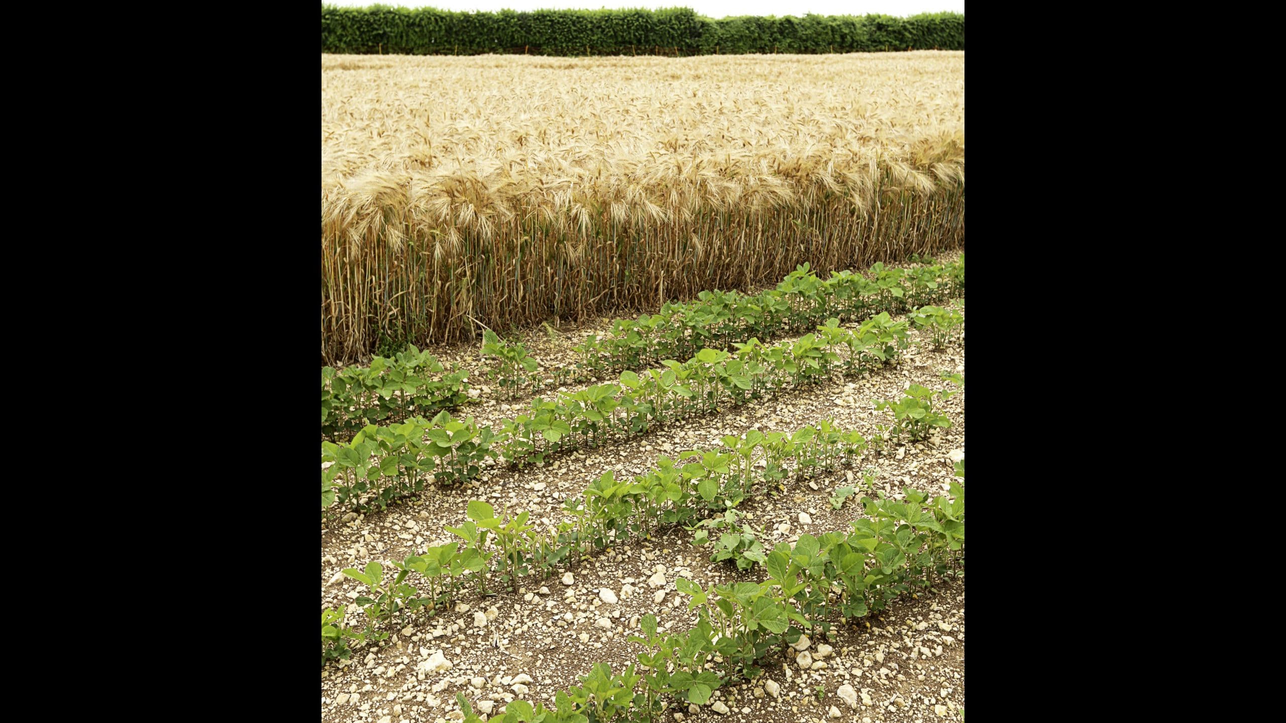 La moitié nord de France s'intéresse à la culture du soja
