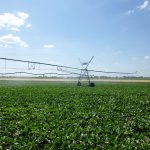 L’irrigation, une assurance d’avenir pour les betteraves ?