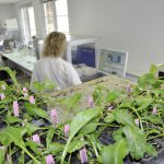 Florimond Desprez et DLF Seeds s’associent autour de la betterave