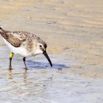 Oiseau bagué mode d’emploi