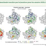 Nouveaux projets de recherche sur la jaunisse