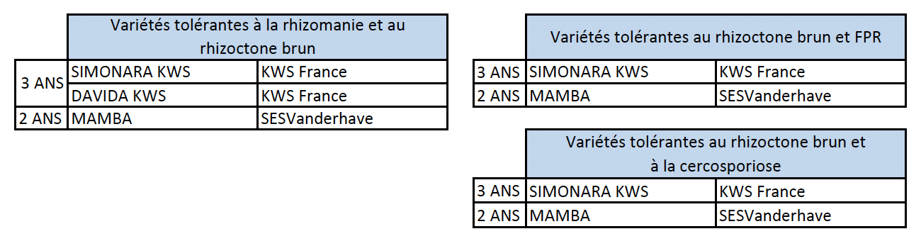 Semences : Variétés tolérantes à la rhizomanie et au rhizoctone brun
